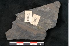 Foto (Detailansicht) von Callipteris sp.  (NHMW-GEO-2024-0188-10921)